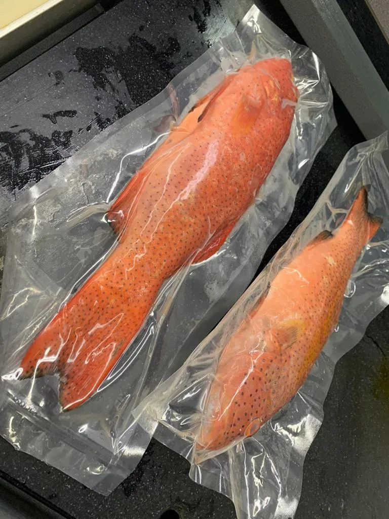 RED GROUPER