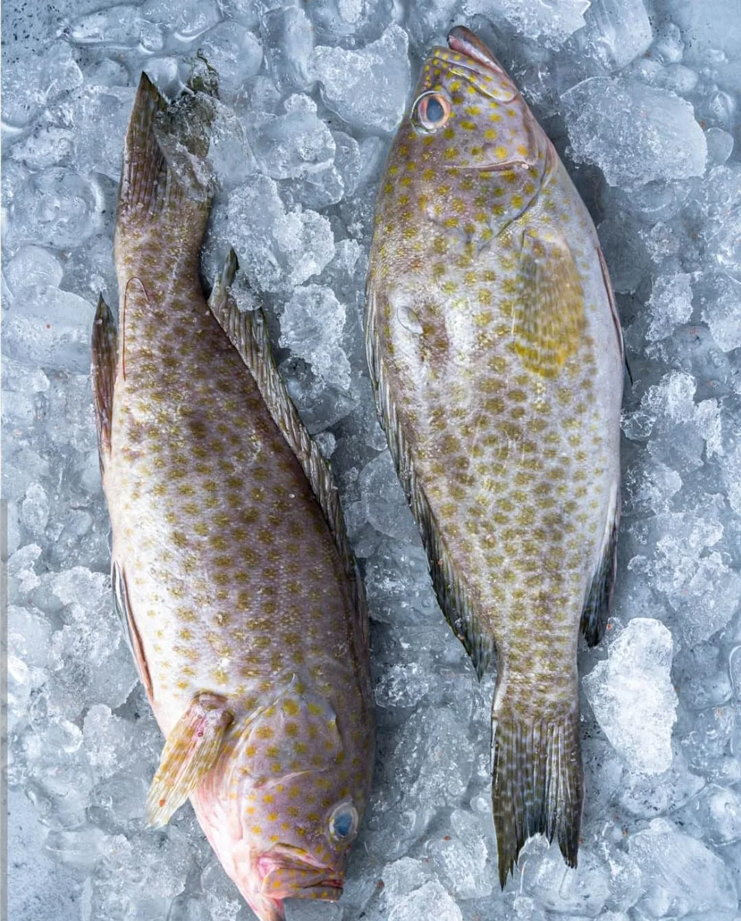 Flower Grouper