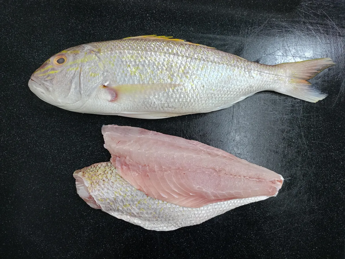 GOLDBAND SNAPPER