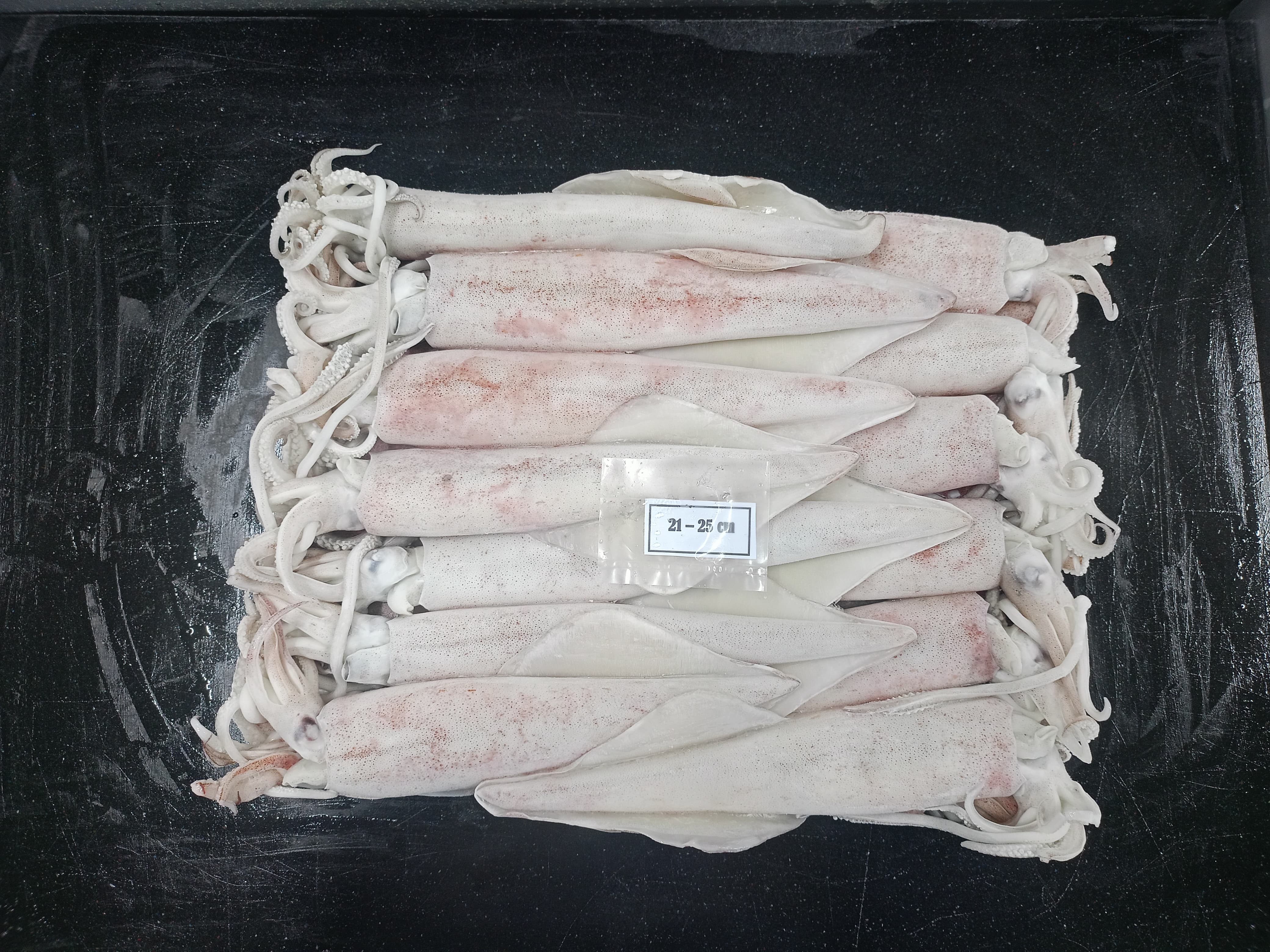 Indonesian squid seafood export — FOB CIF pricing trade terms