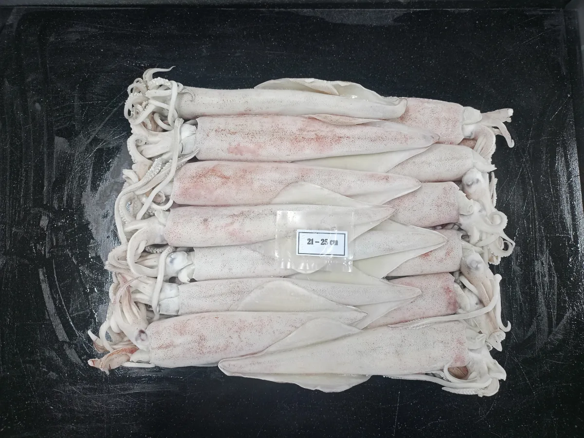 LOLIGO SQUID