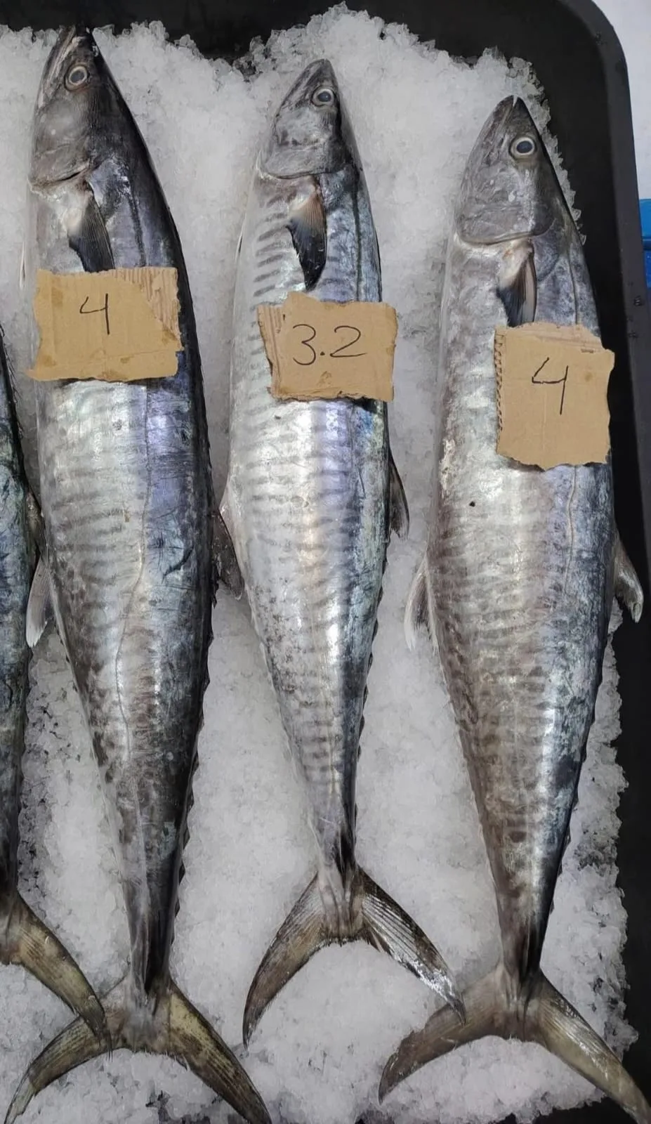 SPANISH MACKEREL